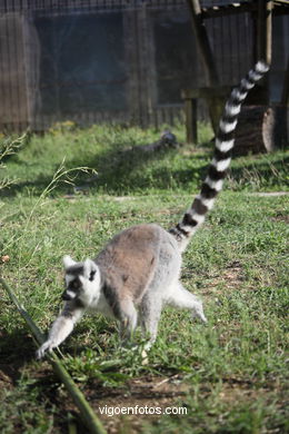 Lemur