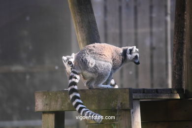 Lemur