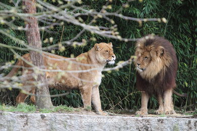 LEÕES: PANTHERA LEIO. LEÃO E LEOAS