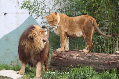 LEONES Y LEONAS.