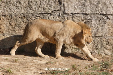 LEONES Y LEONAS.