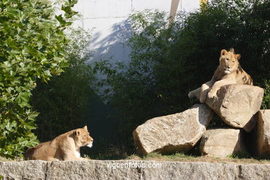 LEÕES: PANTHERA LEIO. LEÃO E LEOAS