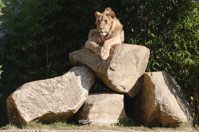 LEÕES: PANTHERA LEIO. LEÃO E LEOAS