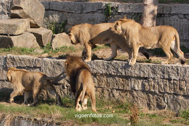 LEONES Y LEONAS.