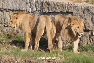 LEÕES: PANTHERA LEIO. LEÃO E LEOAS