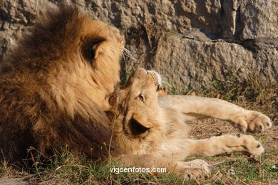 LEONES Y LEONAS.