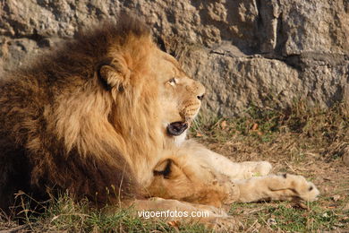 LEÕES: PANTHERA LEIO. LEÃO E LEOAS