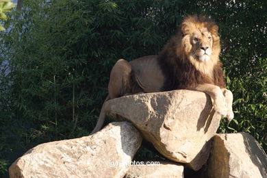 LEÕES: PANTHERA LEIO. LEÃO E LEOAS