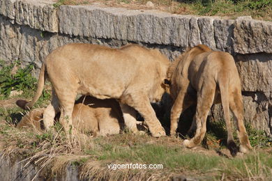 LEONES Y LEONAS.