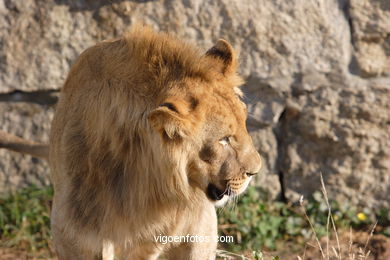 LEONES Y LEONAS.