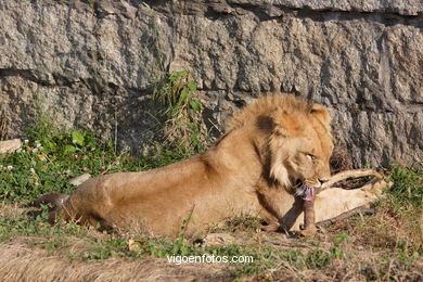 LEONES Y LEONAS.