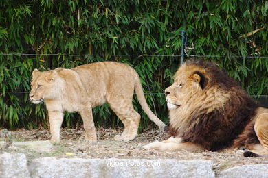 LEÕES: PANTHERA LEIO. LEÃO E LEOAS