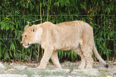 LEÕES: PANTHERA LEIO. LEÃO E LEOAS