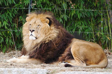 LEONES Y LEONAS.