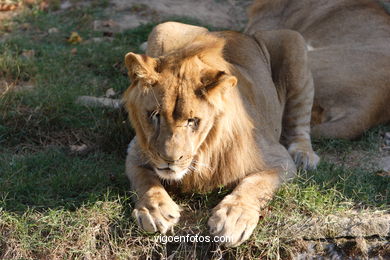 LEÕES: PANTHERA LEIO. LEÃO E LEOAS