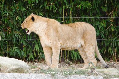 LEÕES: PANTHERA LEIO. LEÃO E LEOAS