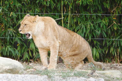 LEÕES: PANTHERA LEIO. LEÃO E LEOAS