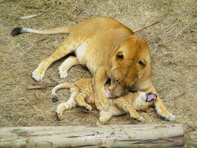 FILHOTES DE LEÃO. LEÕES: PANTHERA LEIO. LEÃO E LEOAS