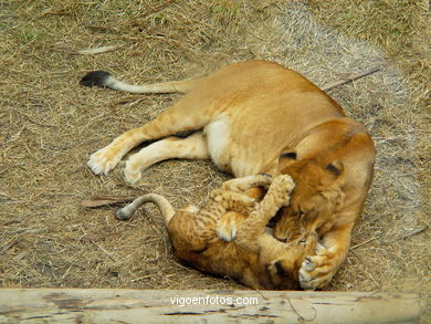 LEÕES: PANTHERA LEIO. LEÃO E LEOAS