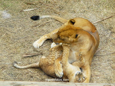 LION CUBS AND  LEONE