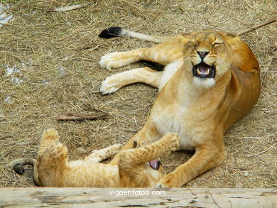 FILHOTES DE LEÃO. LEÕES: PANTHERA LEIO. LEÃO E LEOAS