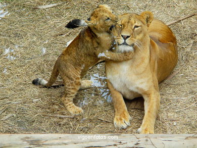 LEÕES: PANTHERA LEIO. LEÃO E LEOAS