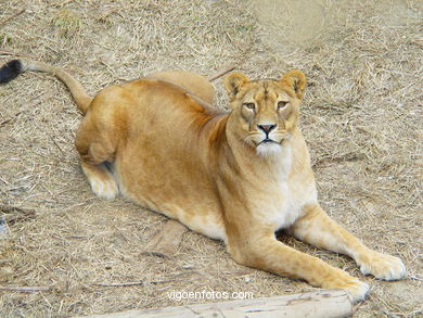 LEONES Y LEONAS.