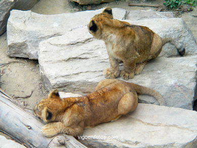 LEÕES: PANTHERA LEIO. LEÃO E LEOAS