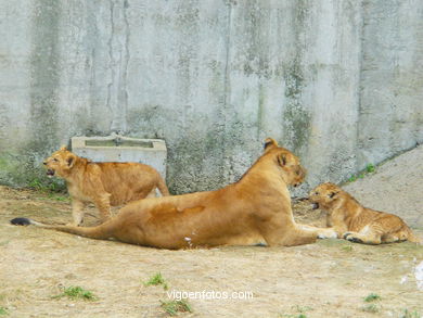 LION CUBS AND  LEONE