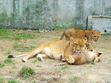 LION CUBS AND  LEONE