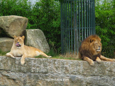 LEONES Y LEONAS.