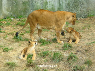 FILHOTES DE LEÃO. LEÕES: PANTHERA LEIO. LEÃO E LEOAS