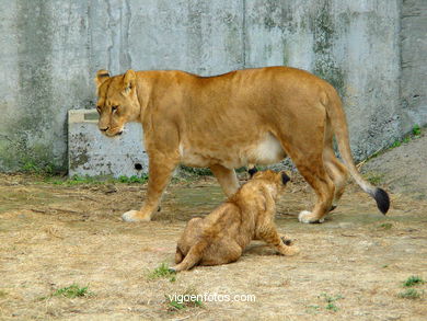 LION CUBS AND  LEONE