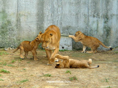 LEÕES: PANTHERA LEIO. LEÃO E LEOAS