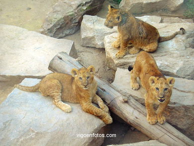 FILHOTES DE LEÃO. LEÕES: PANTHERA LEIO. LEÃO E LEOAS