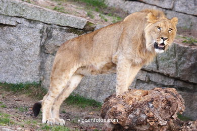 LEONES Y LEONAS.