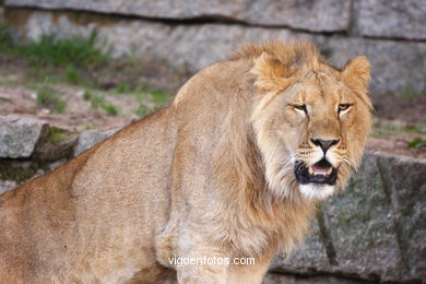 LEONES Y LEONAS.