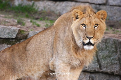 LEONES Y LEONAS.