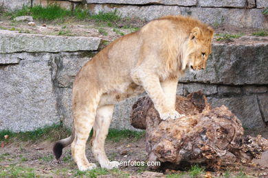 LEONES Y LEONAS.