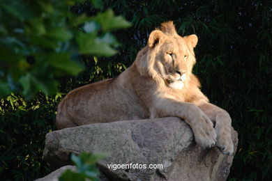 LEÕES: PANTHERA LEIO. LEÃO E LEOAS