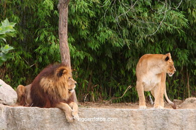 LEÕES: PANTHERA LEIO. LEÃO E LEOAS