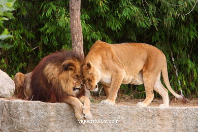 LEONES Y LEONAS.