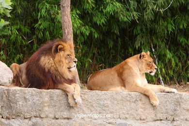 LEONES Y LEONAS.