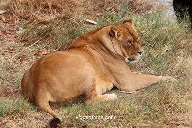 LEÕES: PANTHERA LEIO. LEÃO E LEOAS