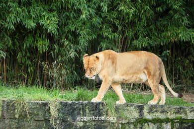 LEONES Y LEONAS.