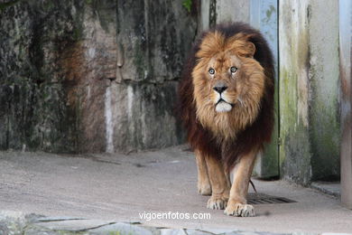 LEÕES: PANTHERA LEIO. LEÃO E LEOAS