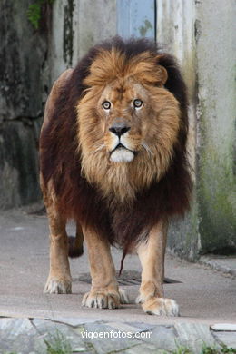 LEONES Y LEONAS.