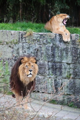 LEONES Y LEONAS.