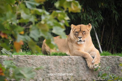 LEONES Y LEONAS.