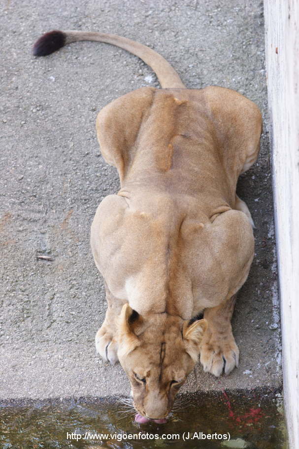 IMAGENS DE LEÕES: PANTHERA LEIO. LEÃO E LEOAS - RÍA DE VIGO. GALIZA ...